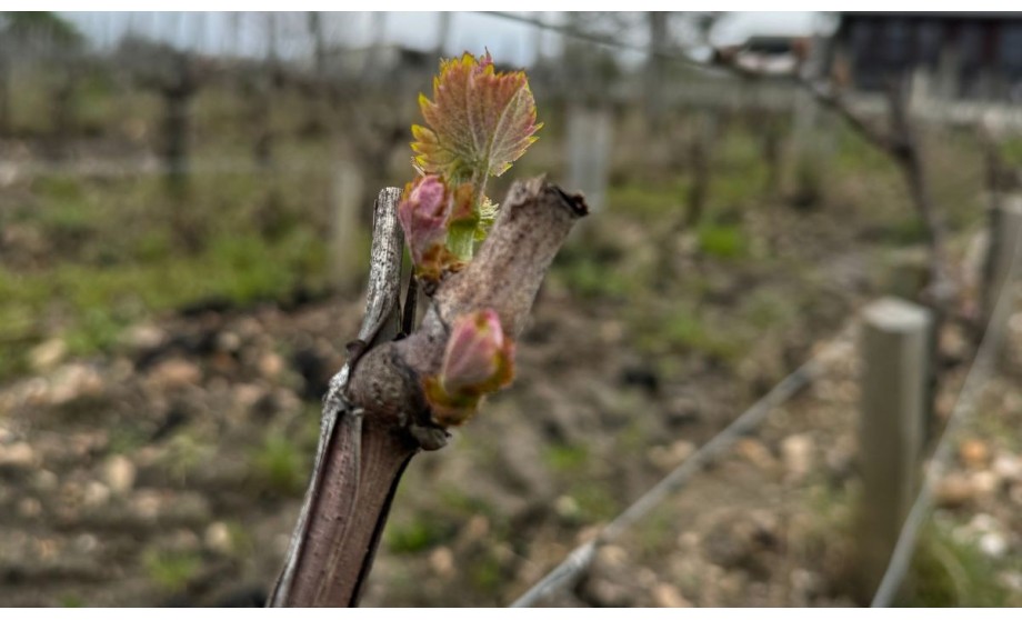 Spring arrives at Château Couhins: the vines wake up